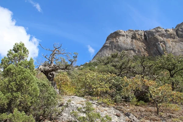 Hermosa naturaleza en la montaña Socol (Sokol) (Halcón) en Crimea . —  Fotos de Stock