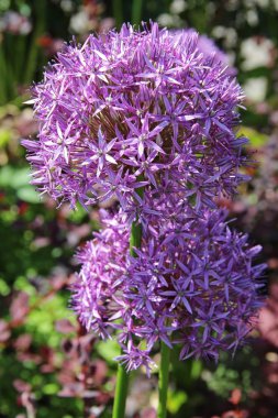 Güzel mor Allium (dekoratif soğan) bahçede çiçek.