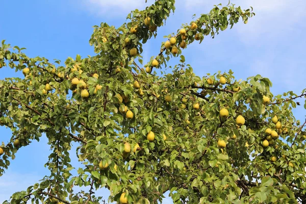 Rijpe peren op de tak. — Stockfoto