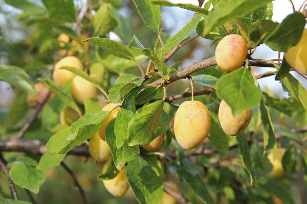 Plum gula med gröna löv växer i trädgården. Plommon. Plommon på gren. Mogna plommon — Stockfoto