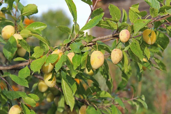 Plum gula med gröna löv växer i trädgården. Plommon. Plommon på gren. Mogna plommon — Stockfoto