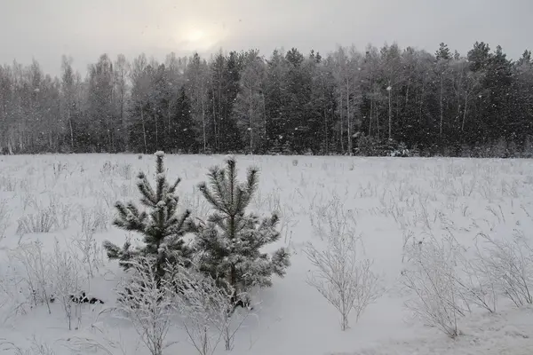 Weihnachten Hintergrund mit schneebedeckten Bäumen und starkem Schneefall — Stockfoto