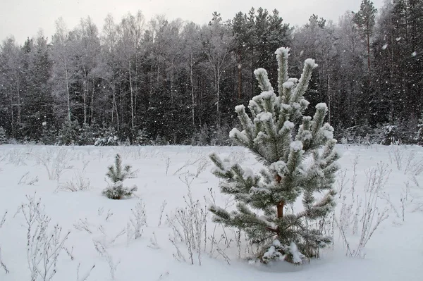 Jul bakgrund med snöiga träd och snöfall — Stockfoto