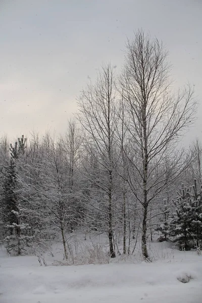 Jul bakgrund med snöiga träd och snöfall — Stockfoto