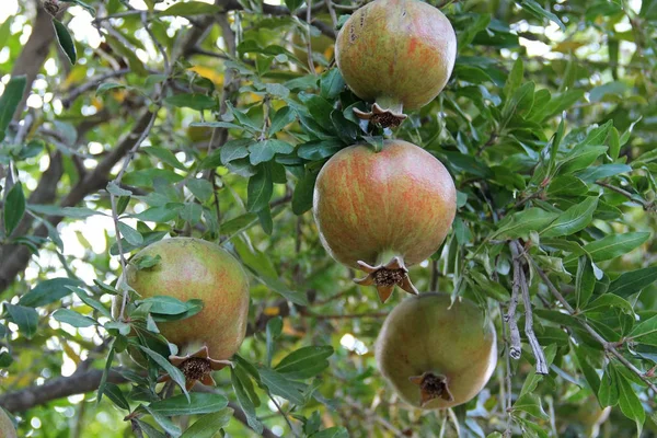 Ripening pomegranates on a tree branch, Turkey. — Stock Photo, Image