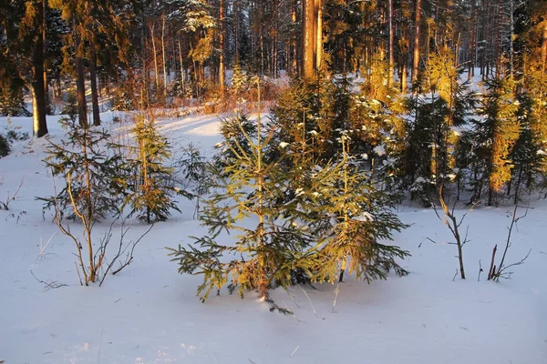 Abendsonne in einem Wald mit grünen Tannen im Winter. Winterwald mit Sonnenstrahlen. — Stockfoto