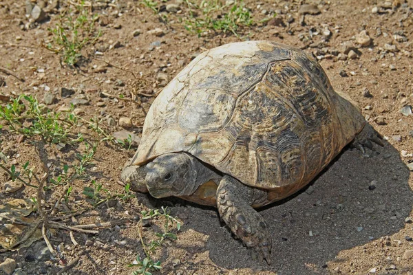 Testudo hermanni tipica tartaruga mediterranea camminato sulla terra . — Foto Stock