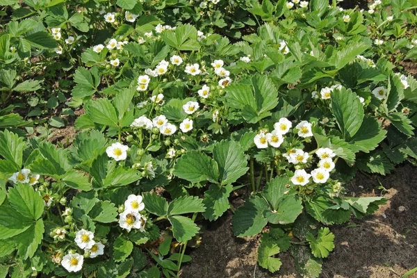 White strawberry flowers grow in the garden. Blooming strawberries in the spring.