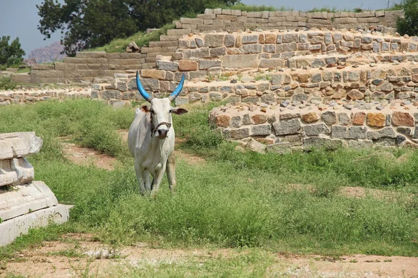 Indian holy white cow with blue horns cow walks on the lawn near the ruins of ancient temple in Hampi, Karnataka, India.