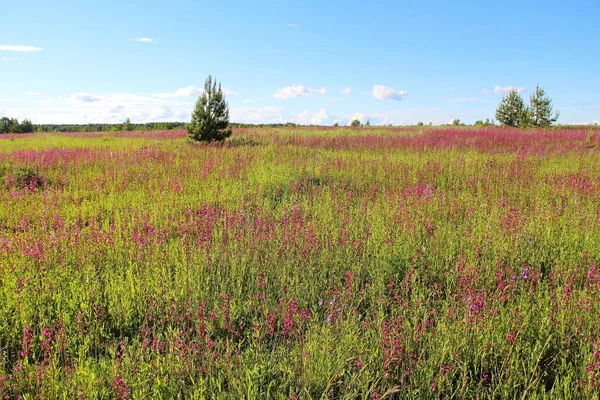 Groene weide met rode bloemen in de zomer. Rusland. — Stockfoto