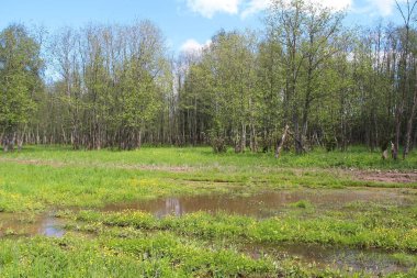 Bahar orman manzara. Ağaçlar ormandaki yoğun yeşil yaprakları ile.
