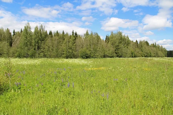 Gebied van groen gras en een blauwe hemel in zomerdag. Forest edge. — Stockfoto