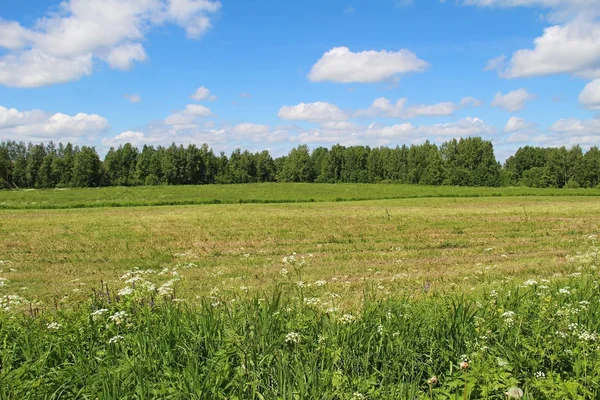 Gebied van groen gras en een blauwe hemel in zomerdag. Forest edge. — Stockfoto