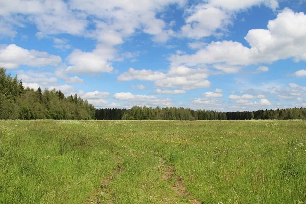 Gebied van groen gras en een blauwe hemel in zomerdag. Forest edge. — Stockfoto