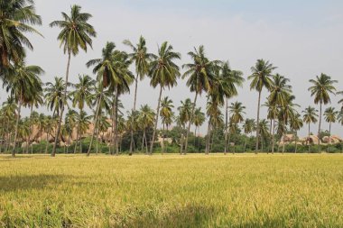 Pirinç alan büyür. Bir organik Asya pirinç çiftlik ve tarım, Hampi, Hindistan.