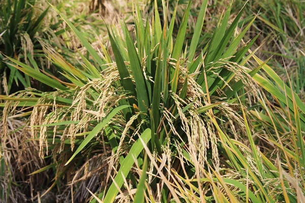 El arroz crece en el campo. Una granja de arroz asiático orgánico y la agricultura, Hampi, India . —  Fotos de Stock