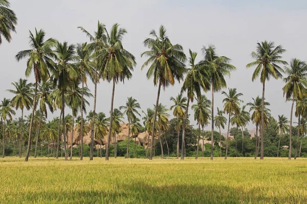 O arroz cresce no campo. Uma fazenda de arroz asiático orgânico e agricultura, Hampi, Índia . — Fotografia de Stock