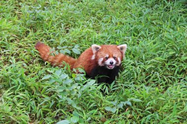 Firefox, Chengdu, Çin kırmızı Panda.