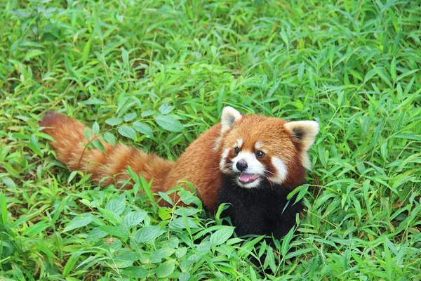 Firefox, a vörös Panda, Chengdu, Kína. — Stock Fotó