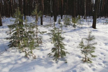 Güzel kış manzara orman yeşil çam ağaçları ile.