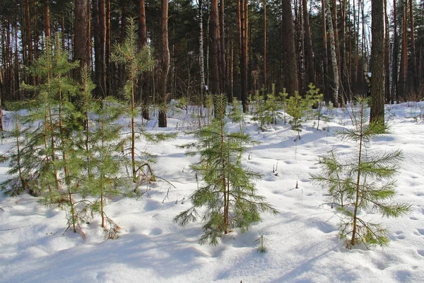 Красивий зимовий пейзаж з зеленими ялиновими деревами в лісі . — стокове фото