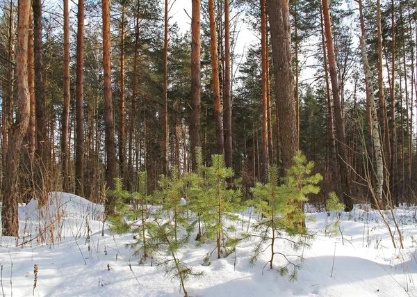 Beautiful winter landscape with green fir trees in the forest. — Stock Photo, Image