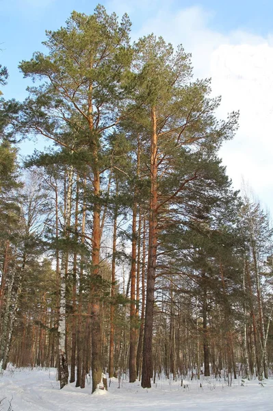 Krásná zimní krajina se zelená jedle stromy v lese. — Stock fotografie
