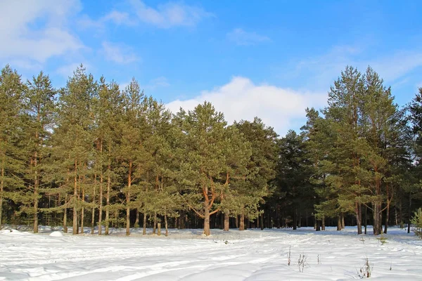 Beau paysage hivernal avec des sapins verts dans la forêt . — Photo