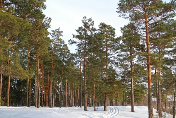 Beau paysage hivernal avec des sapins verts dans la forêt . — Photo