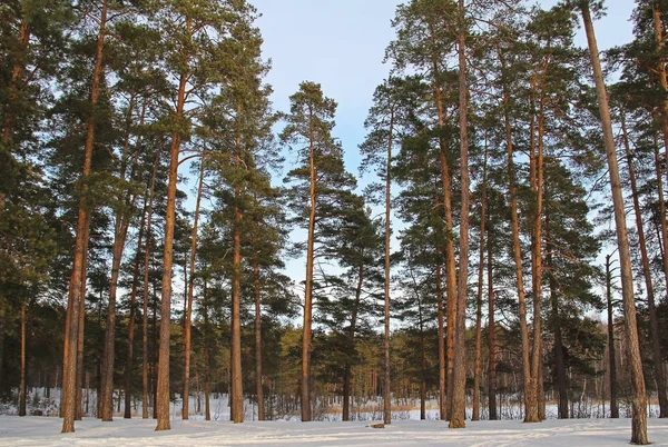 Beau paysage hivernal avec des sapins verts dans la forêt . — Photo