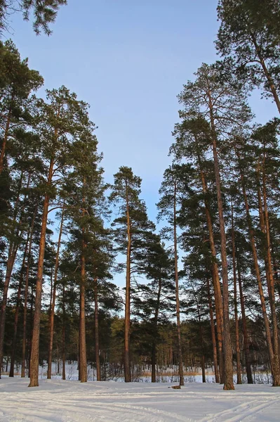 Beau paysage hivernal avec des sapins verts dans la forêt . — Photo