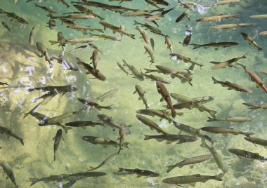 Hırvatistan 'ın Krka Ulusal Parkı' ndaki Krka Nehri 'nin sularında yüzen bir balık sürüsü.