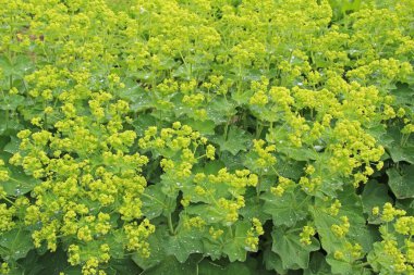 Healing herbs plant Alchemilla vulgaris, Alchemilla Glaucescens, Alchemilla mollis, the garden lady's-mantle or lady's-mantle in the garden. clipart