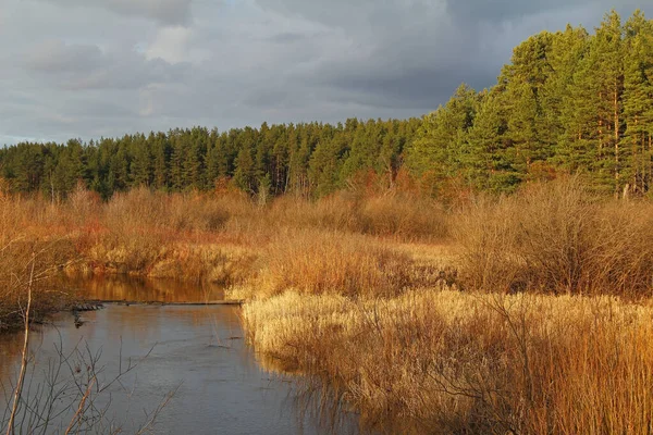 Rzeka Zachwycającym Wiosennym Lesie Pochmurny Wieczór Niezwykła Malownicza Scena Piękny — Zdjęcie stockowe