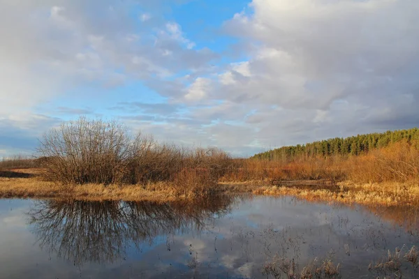 Wiosenny Goły Krzew Pobliżu Rzeki Tle Błękitnego Nieba Rosja — Zdjęcie stockowe