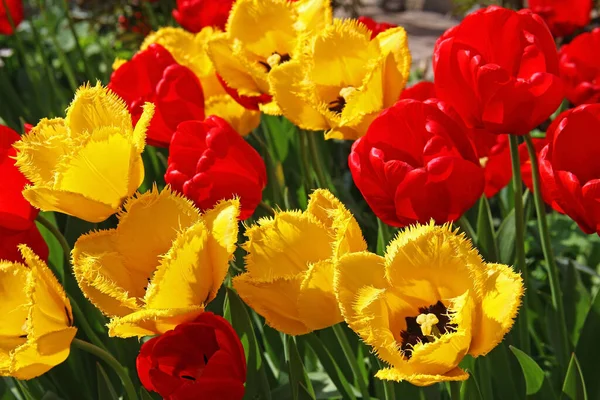 Krásná Červená Tulipány Kvetoucí Jaře Zahradě Rusko Stock Fotografie