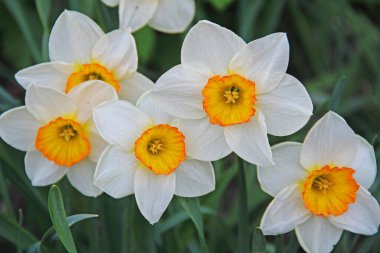 Doğada güzel bahar çiçekleri, sarı nergisli beyaz. Rusya.