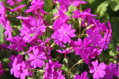 Güzel bahar pembe çiçekleri Primula Kuşatması. Rusya.