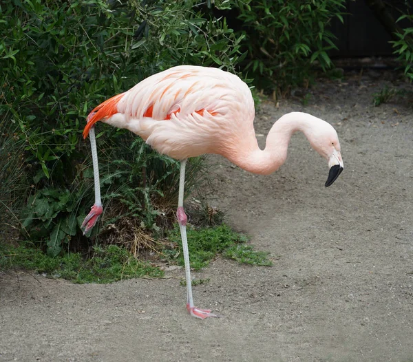 Flamingo Stand ve yalın — Stok fotoğraf