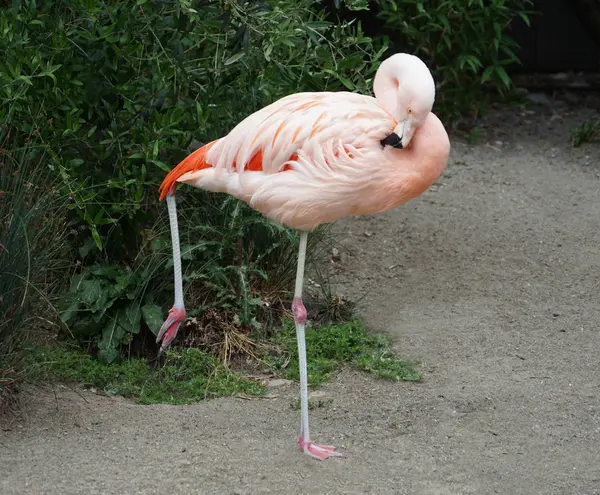 Flamingo Stand ve ördek