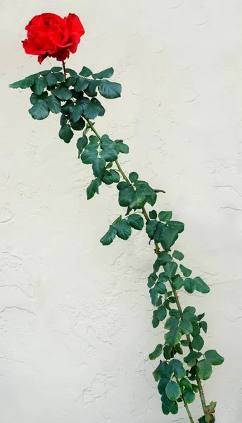 Duvara karşı uzun boylu gül