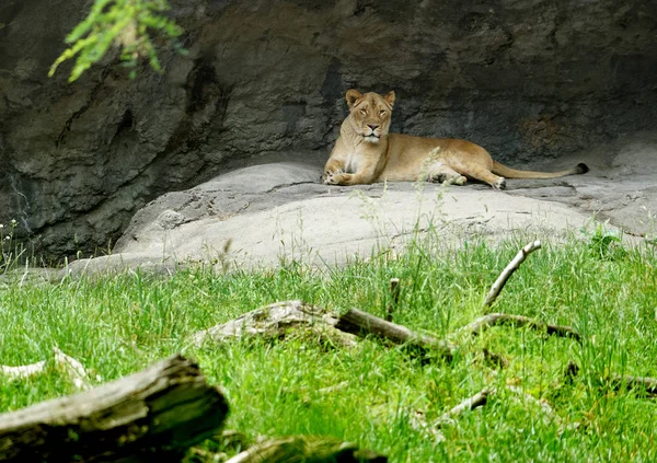 Lion Resting and Watchful — Stock Photo, Image