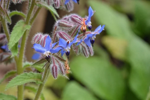 Blauwe Bernagie-bloemen in detail in de tuin (Borago officinalis) — Stockfoto