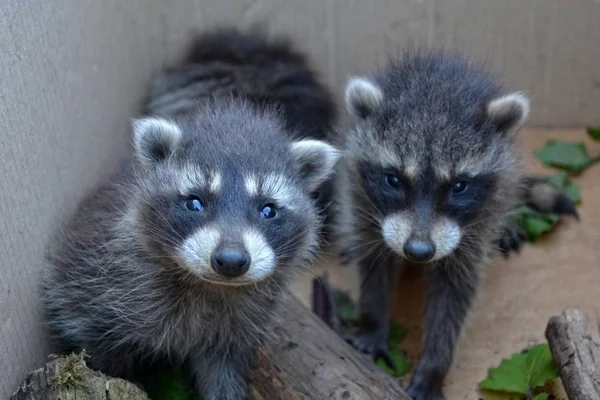 Two racoons look forwards — Stock Photo, Image