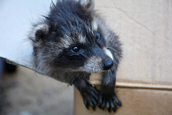 A racoon - baby looks from a cardboard — Stock Photo, Image