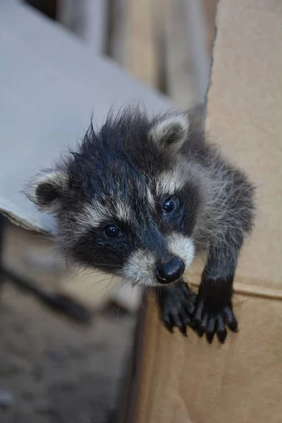 A sweet racoon - baby looks from a cardboard — Stock Photo, Image