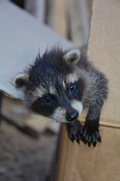 A sweet racoon - baby looks from a cardboard