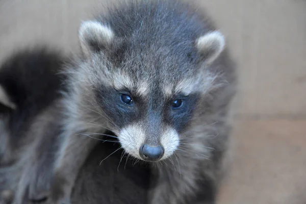 Head of a baby racoon — Stock Photo, Image