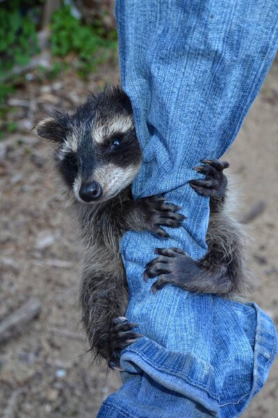 A  baby racoon  hangs on jeans