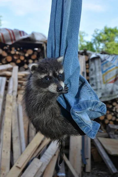 A baby racoon  hangs on jeans — Stock Photo, Image